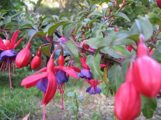 02-garden-seva-ashram-may-2012
