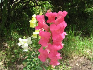 09-garden-seva-ashram-may-2012