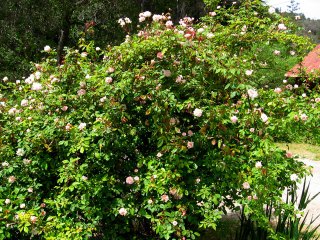10-garden-seva-ashram-may-2012