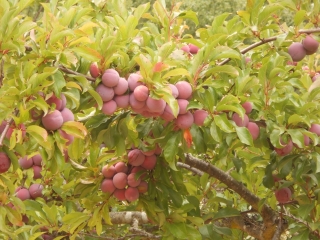 orchard-nourishment-party-43