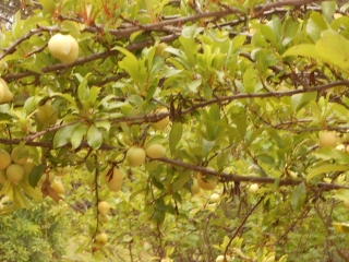 orchard-nourishment-party-44
