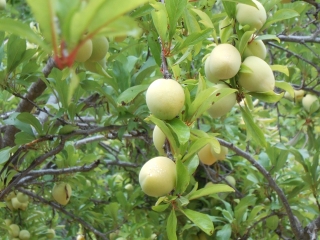 orchard-nourishment-party-46