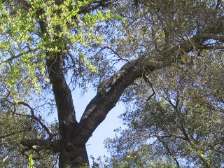 22-Sushila-ashram-garden