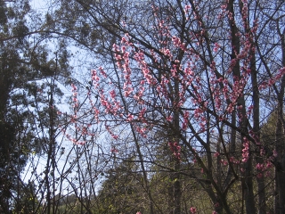 23-Sushila-ashram-garden