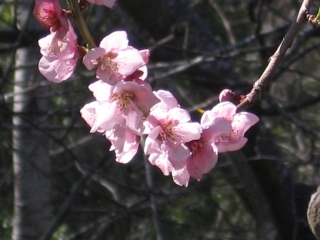 25-Sushila-ashram-garden