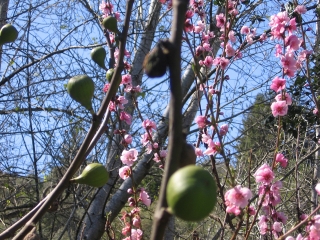 27-Sushila-ashram-garden